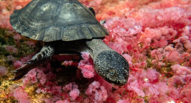 Inauguración de ‘Expedición Colombia’: arte y biodiversidad se unen en Montevideo